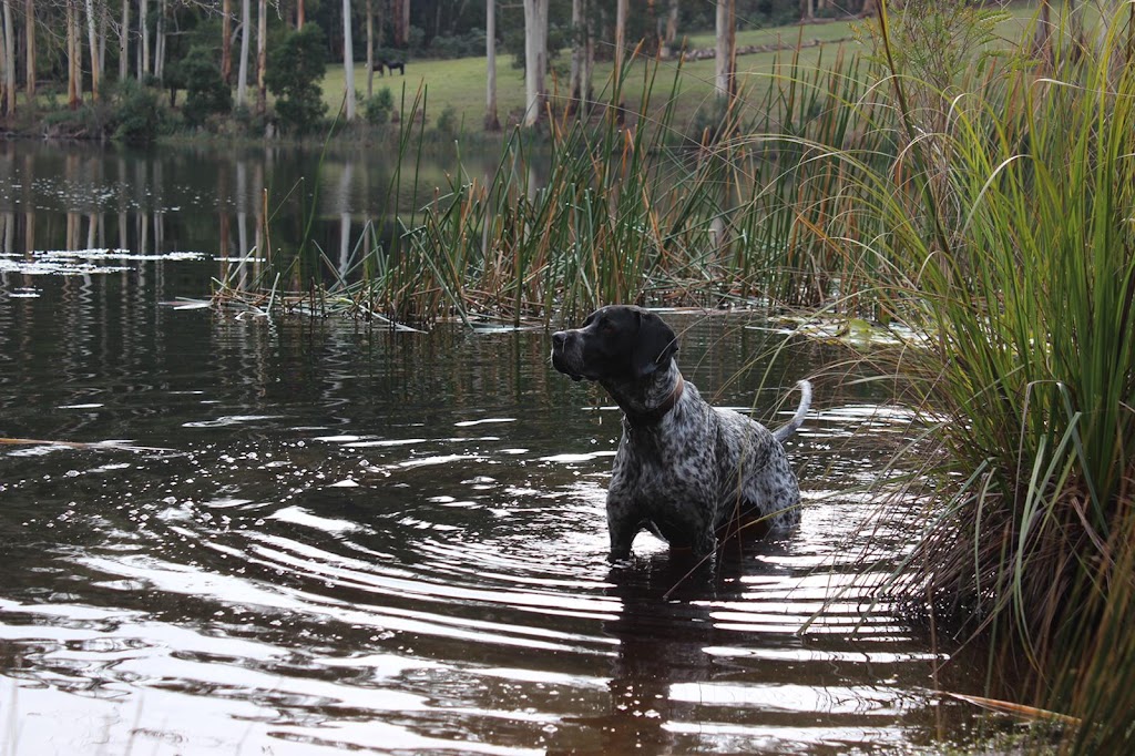 Lidias Dog Training | 26R Naranga Cres, Frankston VIC 3199, Australia | Phone: 0402 522 421