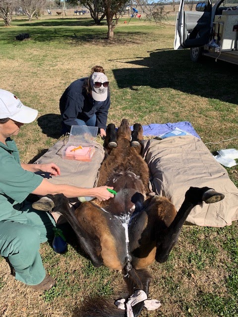 Goondiwindi & District Veterinary Services | 65 Russell St, Goondiwindi QLD 4390, Australia | Phone: (07) 4671 3405