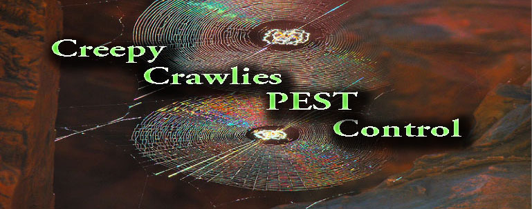 Creepy Crawlies Pest Control / Penrith | home goods store | 41 Menzies Cct, St Clair NSW 2759, Australia | 0298346881 OR +61 2 9834 6881