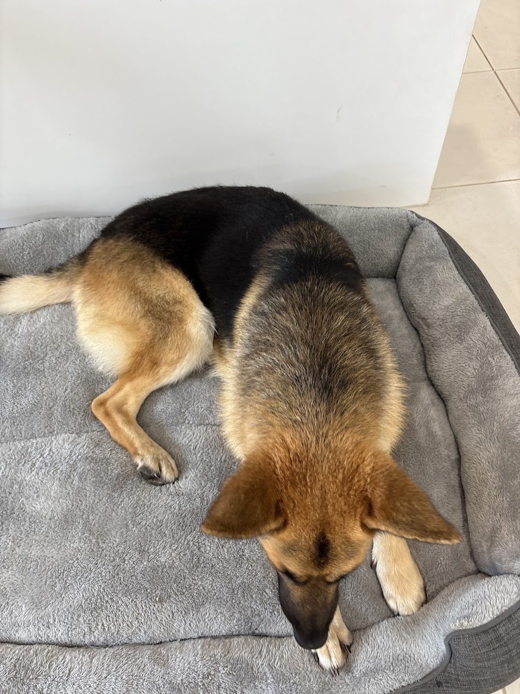 The Mobile Dog Barber | Leopardwood Rd, Cedar Grove QLD 4285, Australia | Phone: 0400 739 869