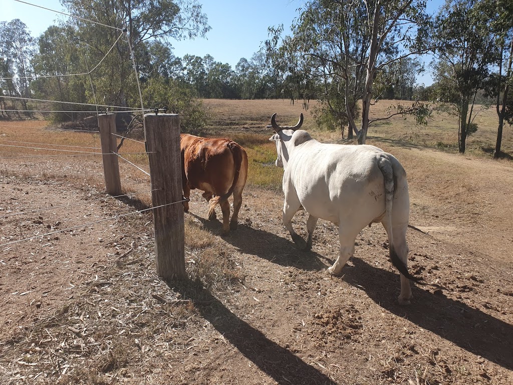 Cavalli Equestrian. Complete Care. | 38 Glenhurst St, Pinjarra Hills QLD 4069, Australia | Phone: 0408 744 332