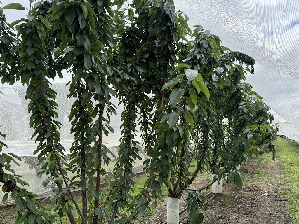 Dellios Orchards | 664 Bacchus Marsh Rd, Bacchus Marsh VIC 3340, Australia | Phone: (03) 5367 5297