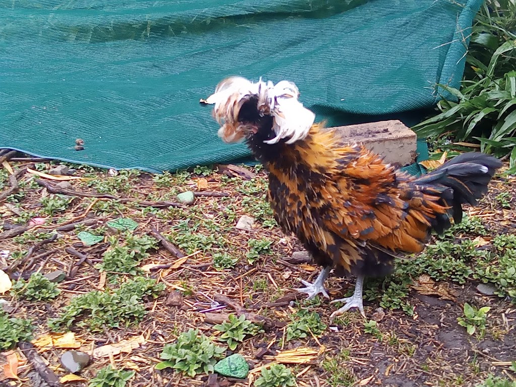 The pom pom patch | 000, Lansdowne NSW 2430, Australia | Phone: (02) 6556 7362