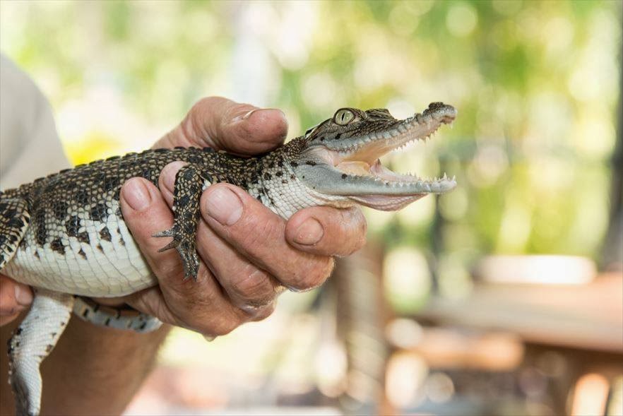 Mary River Wilderness Retreat | Arnhem Hwy, Annaburroo NT 0836, Australia | Phone: (08) 8978 8877