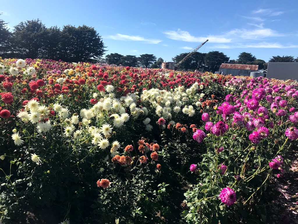 Country Dahlias | 195 Mathisons Rd, Winchelsea VIC 3241, Australia | Phone: (03) 5267 2389