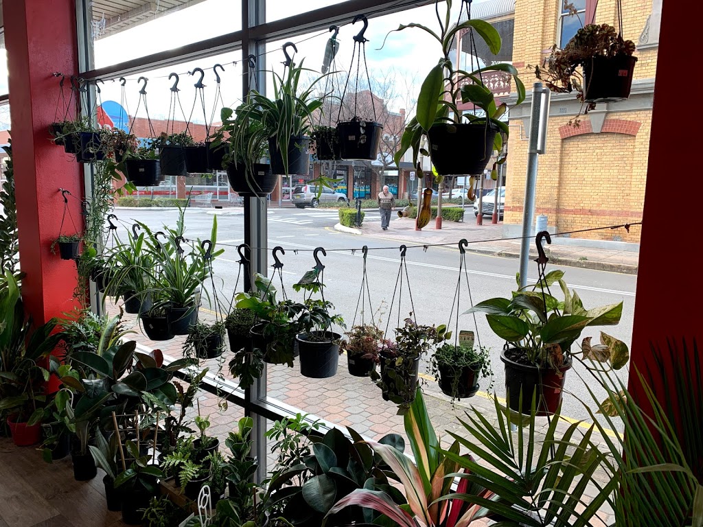 Fancy Plants |  | 491 High St, Maitland NSW 2320, Australia | 0412945438 OR +61 412 945 438