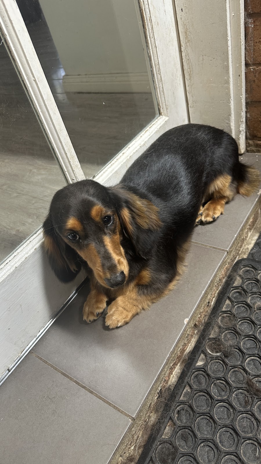 AT HOME DOG SPA | 36 Cambalan St, Bargo NSW 2574, Australia | Phone: 0418 432 683