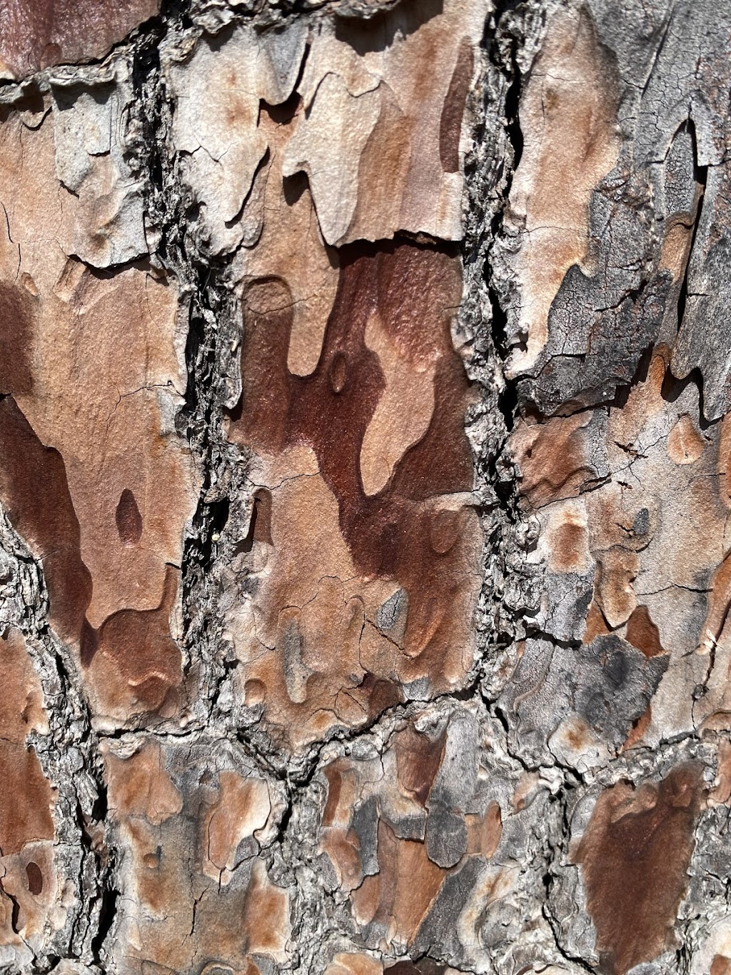 Bruce’s Royal Tree | 16 Siege St, Glenrowan VIC 3675, Australia | Phone: 0493 525 707