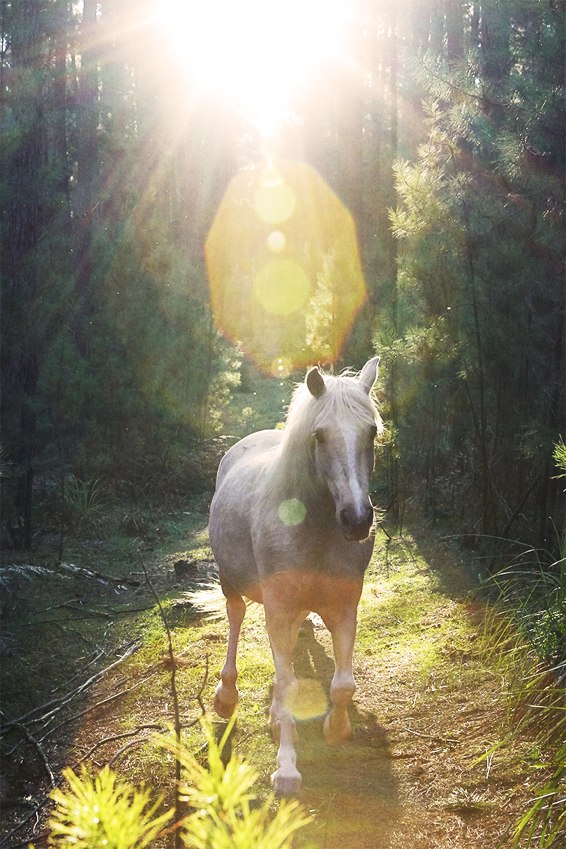 The Horses Gift with Julie Bechu | health | 46 Punkalla Tilba Rd, Central Tilba NSW 2546, Australia | 0430788951 OR +61 430 788 951