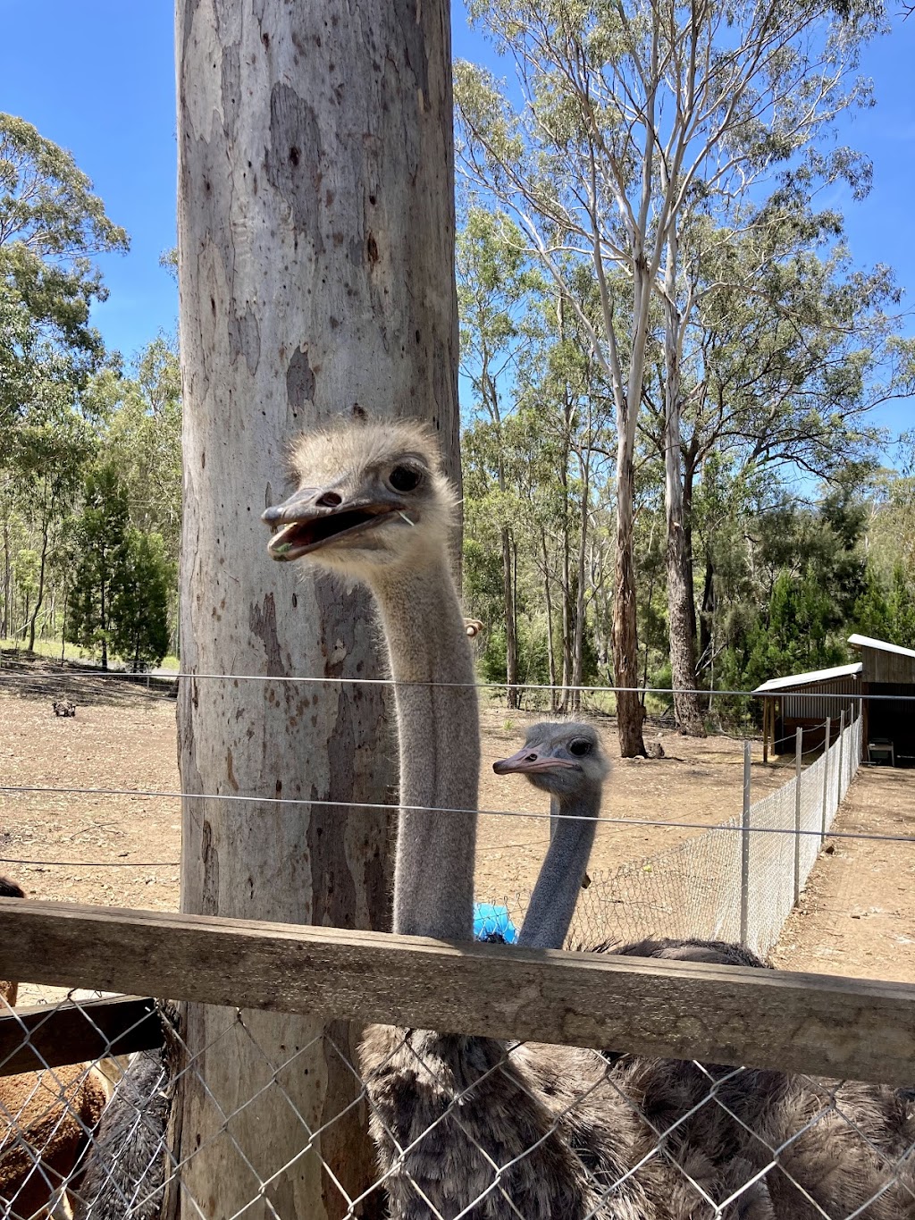 Long Neck Farm Cafe - Pizza, Alpacas & Ostriches | 2006 Inverramsay Rd, Goomburra QLD 4362, Australia | Phone: (07) 4588 8854