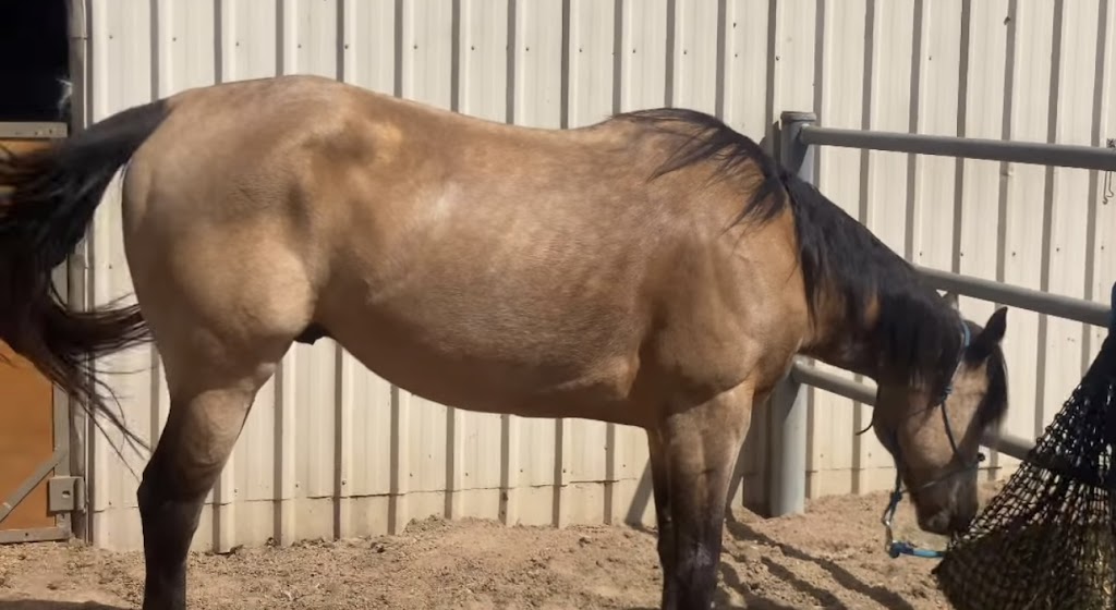 Confetti Equestrian and Appaloosas | 10 Boundary Rd, Buxton NSW 2571, Australia | Phone: 0403 132 905