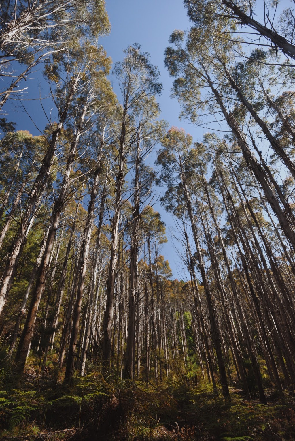 Hollybank Forest Reserve | park | 66 Hollybank Rd, Underwood TAS 7268, Australia
