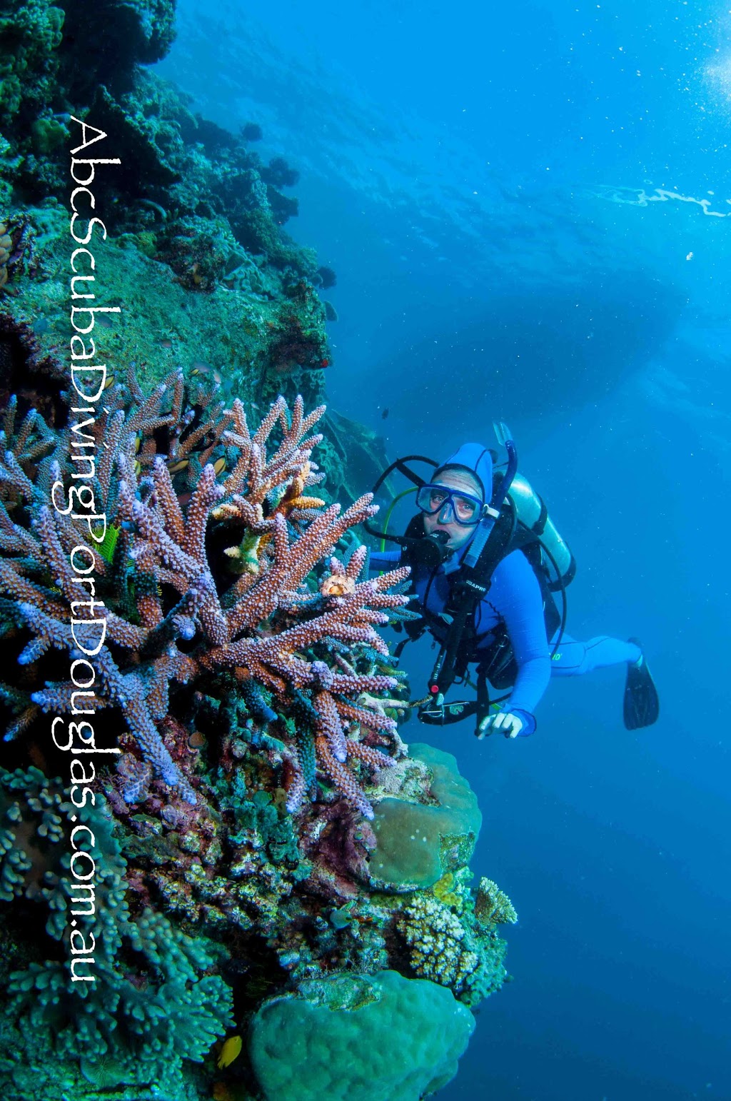 ABC Dive & Snorkel Port Douglas | travel agency | 24 Wharf St, Port Douglas QLD 4877, Australia | 0740996243 OR +61 7 4099 6243