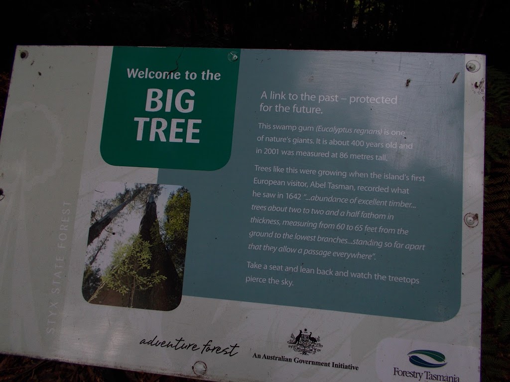 Big Tree Forest Reserve | Styx TAS 7140, Australia