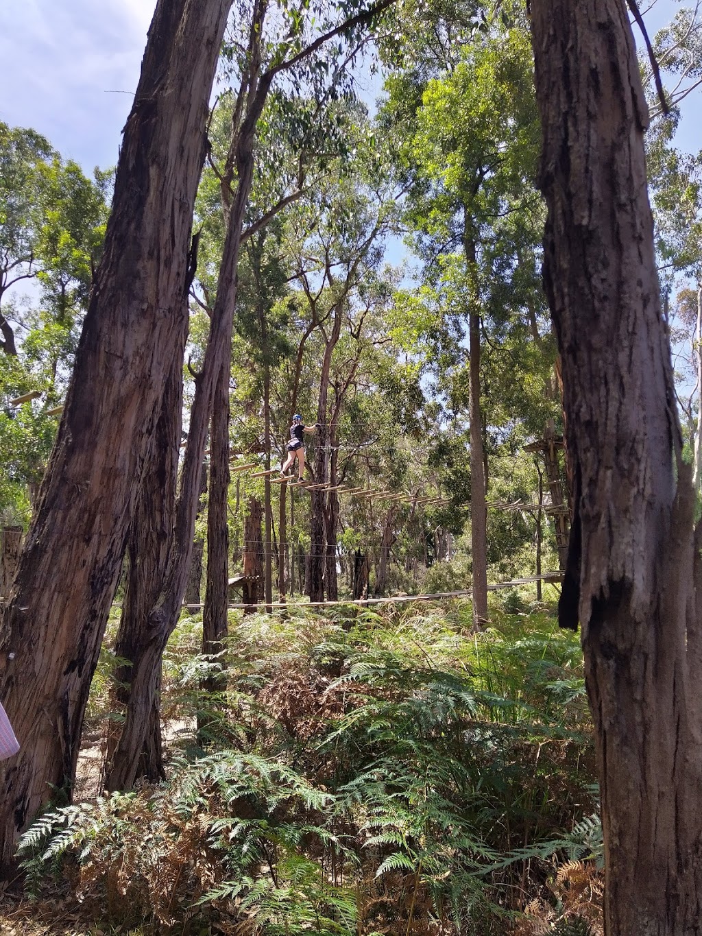 Trees Adventure - Yeodene Park | tourist attraction | 70 Possum Ridge Rd, Yeodene VIC 3249, Australia | 0352334696 OR +61 3 5233 4696