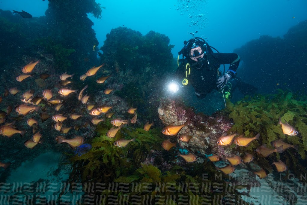 Emmersion Underwater | 2/103 Flora Terrace, North Beach WA 6020, Australia | Phone: 0424 776 633