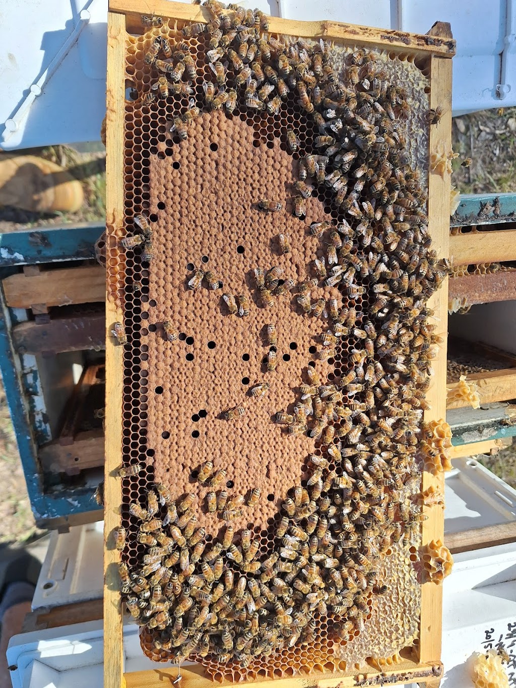 Bee Genetics | 156Fischer Road, Carbrook QLD 4130, Australia | Phone: 0400 833 017