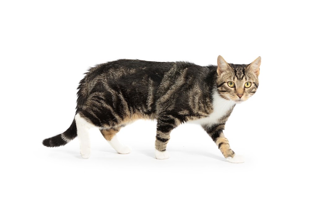Sydney Dogs & Cats Home | 69-83 Sir Joseph Banks Dr, Kurnell NSW 2231, Australia | Phone: (02) 9587 9611
