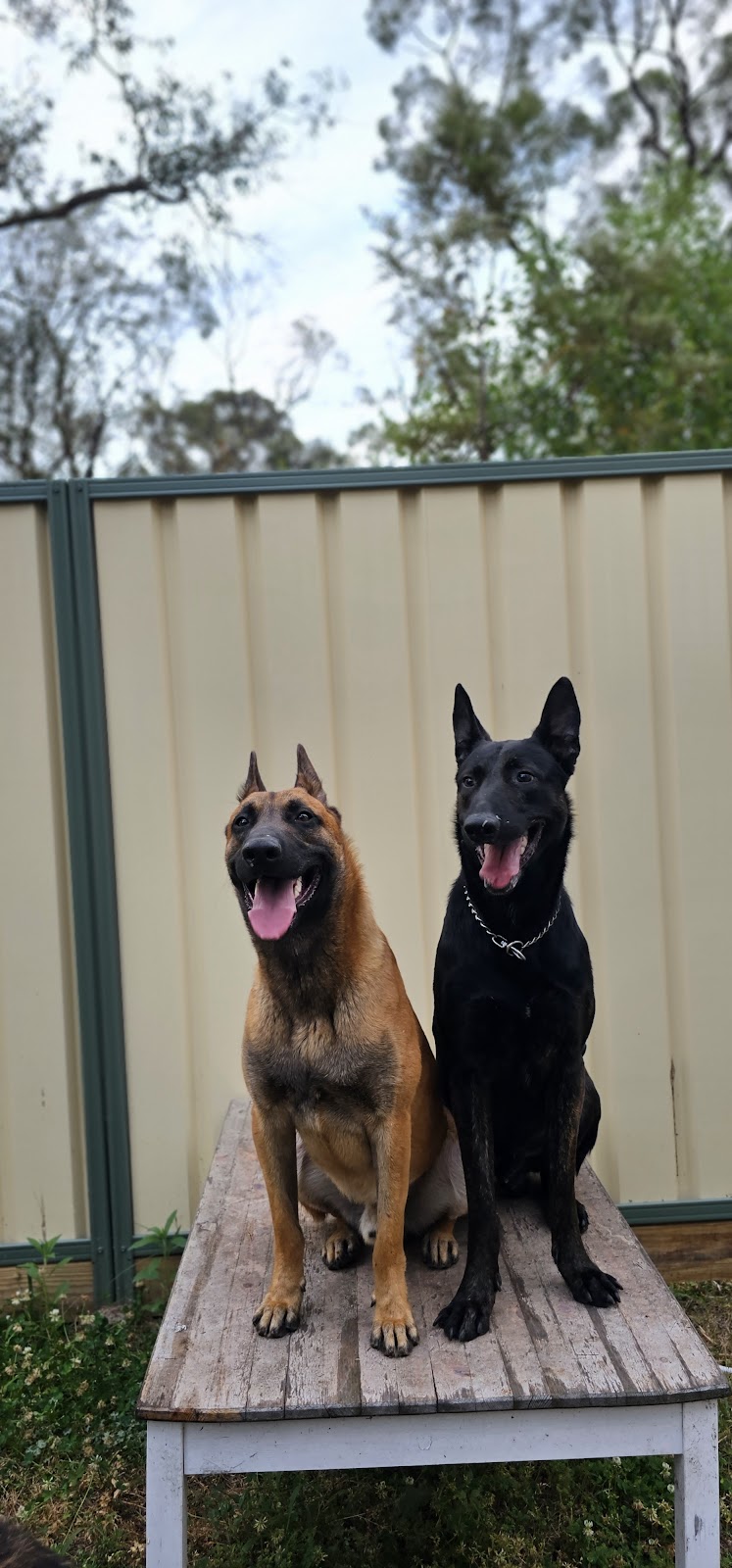 Hollandse Herder kennels | 15 Howell Rd, Londonderry NSW 2753, Australia | Phone: 0448 702 803