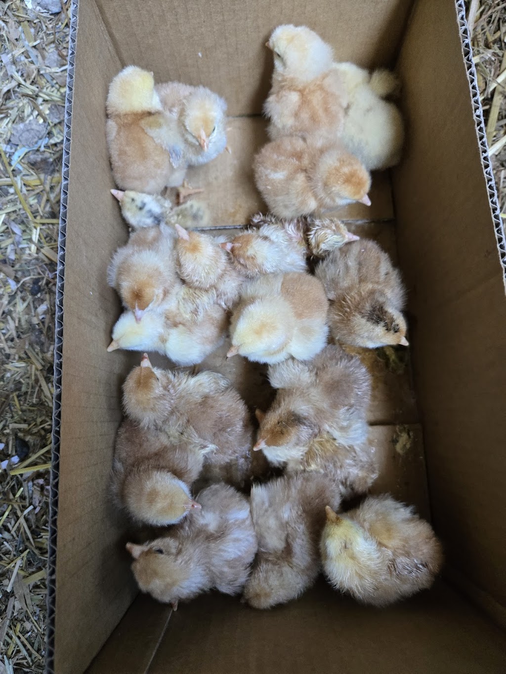 BERWINDI FARM FRESH PRODUCE | Berwindi/1470 Castlereagh Hwy, Blackmans Flat NSW 2790, Australia | Phone: 0408 642 121