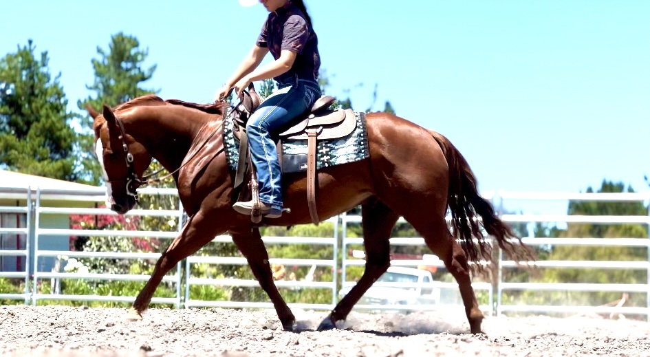 Yeramba Park Performance Horses | 1199 Eukey Rd, Eukey QLD 4380, Australia | Phone: 0474 858 405 Yeramba Park Performance Horses | 1199 Eukey Rd, Eukey QLD 4380, Australia | Phone: 0474 858 405
