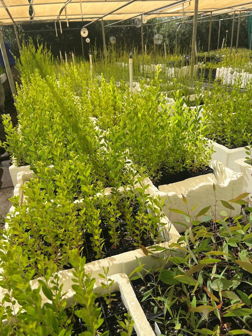 Goulburn Valley Tree Group | 6 Kerferd St, Tatura VIC 3616, Australia | Phone: 0400 059 765