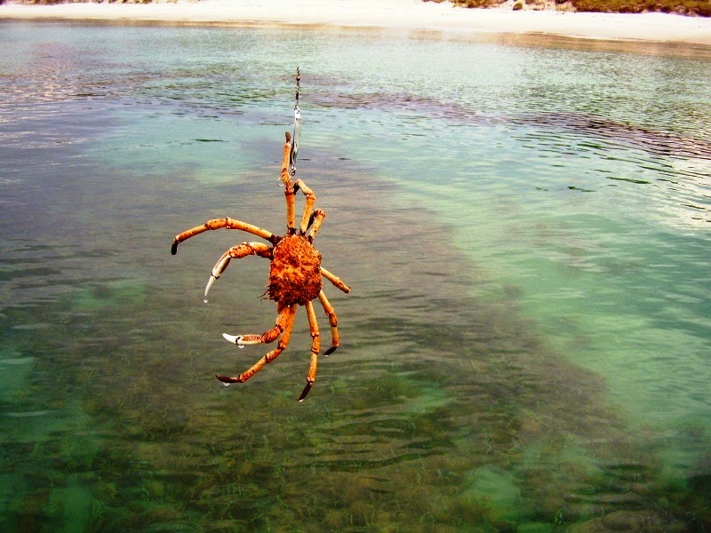 Mr Flathead Fishing Charters | 5 Layete St, Dodges Ferry TAS 7173, Australia | Phone: 0439 617 200