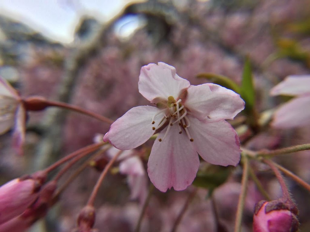 National Rhododendron Garden | Olinda VIC 3788, Australia