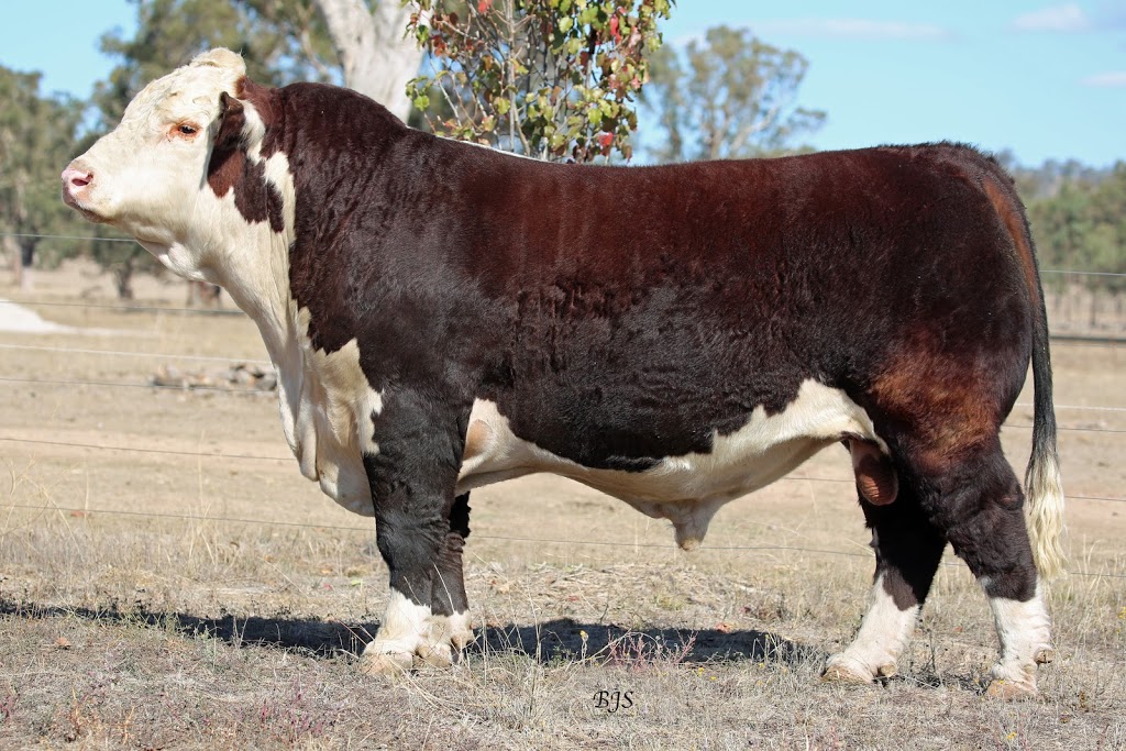 Tycolah Poll Herefords | 104 Horton Rd, Cobbadah NSW 2347, Australia | Phone: (02) 6783 2278