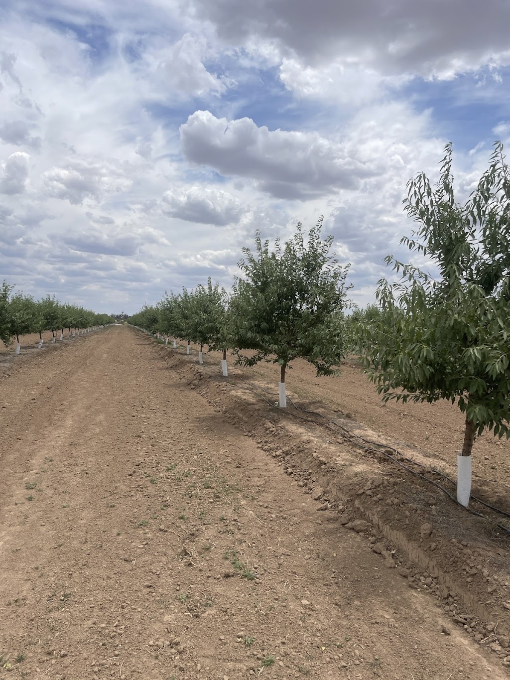 Tatura Farms | 1660 Pogue Rd, Tatura VIC 3616, Australia | Phone: 0490 078 930 Tatura Farms | 1660 Pogue Rd, Tatura VIC 3616, Australia | Phone: 0490 078 930