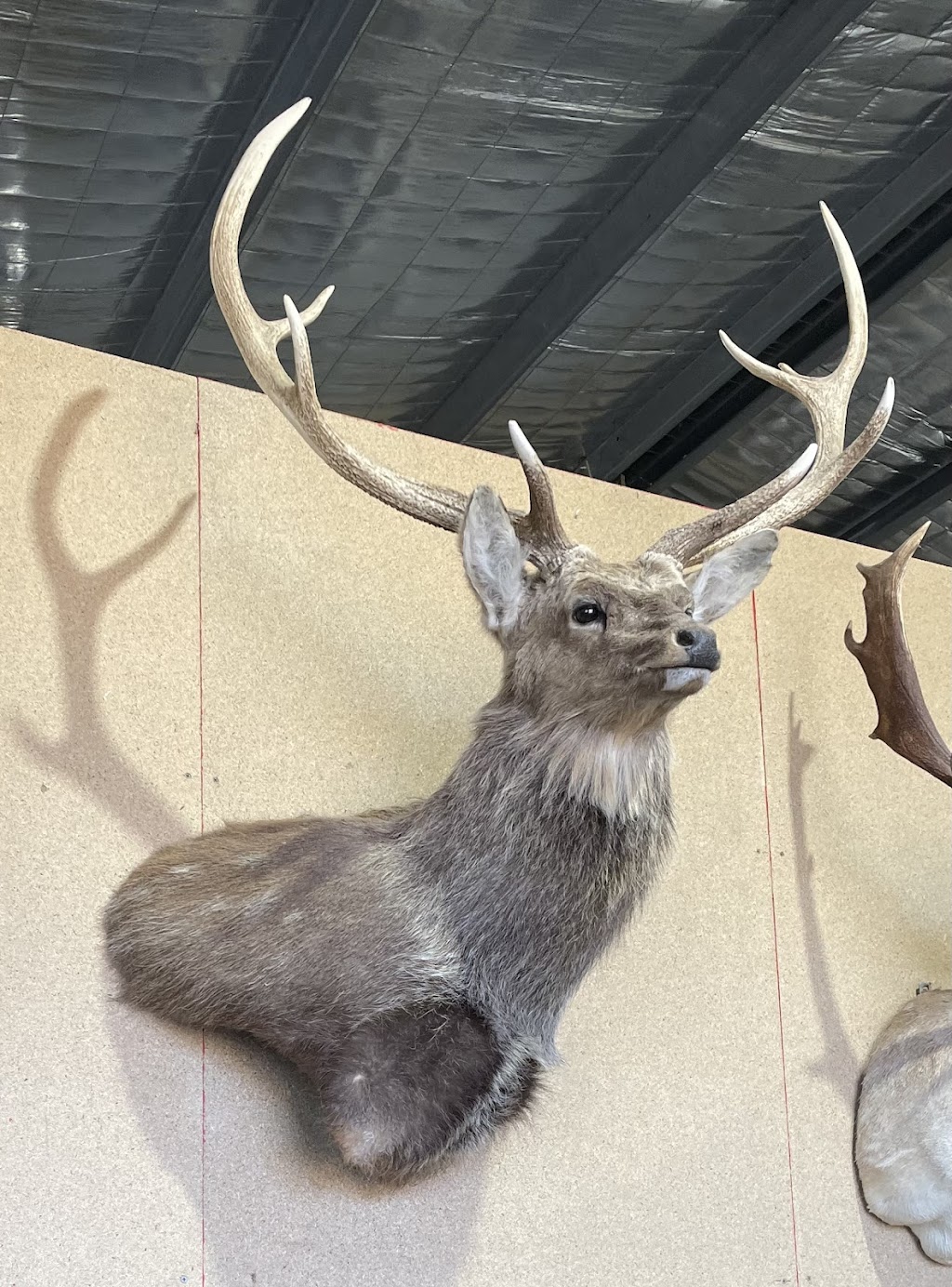 Murray valley Taxidermy | 1922 Burrowye Rd, Koetong VIC 3704, Australia | Phone: 0417 405 176