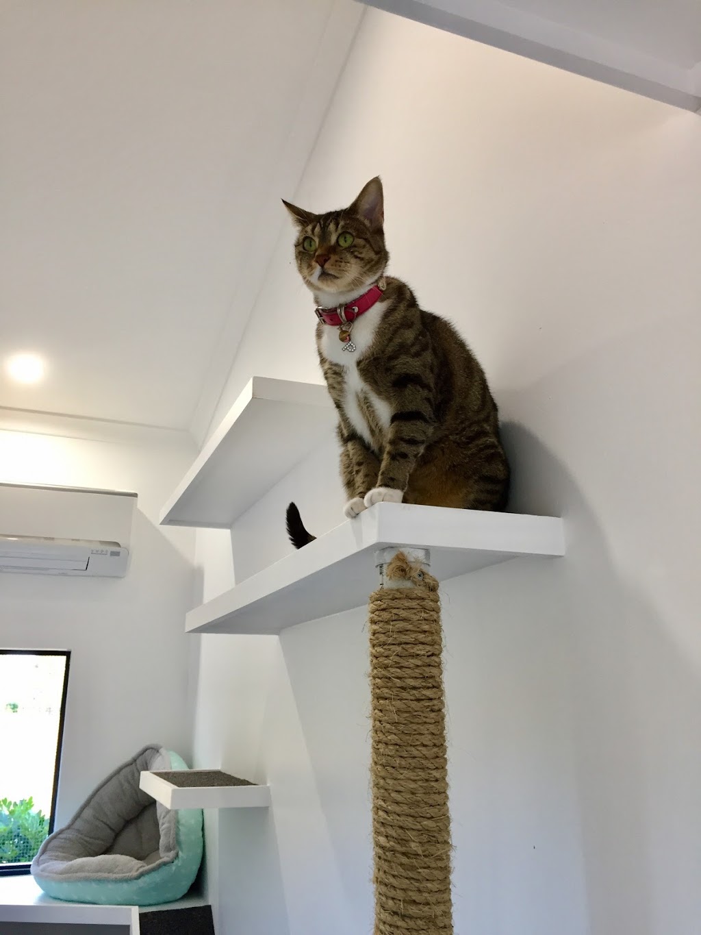 Kitty Cattery | 1376 Chewko Rd, Chewko QLD 4880, Australia | Phone: 0439 541 489