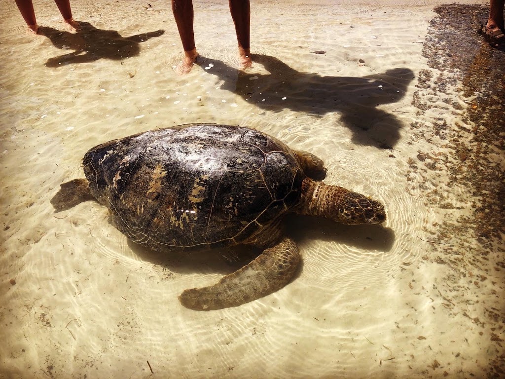 Sea Shelter | 2 Jessie Rd, Anna Bay NSW 2316, Australia | Phone: (02) 4982 2476