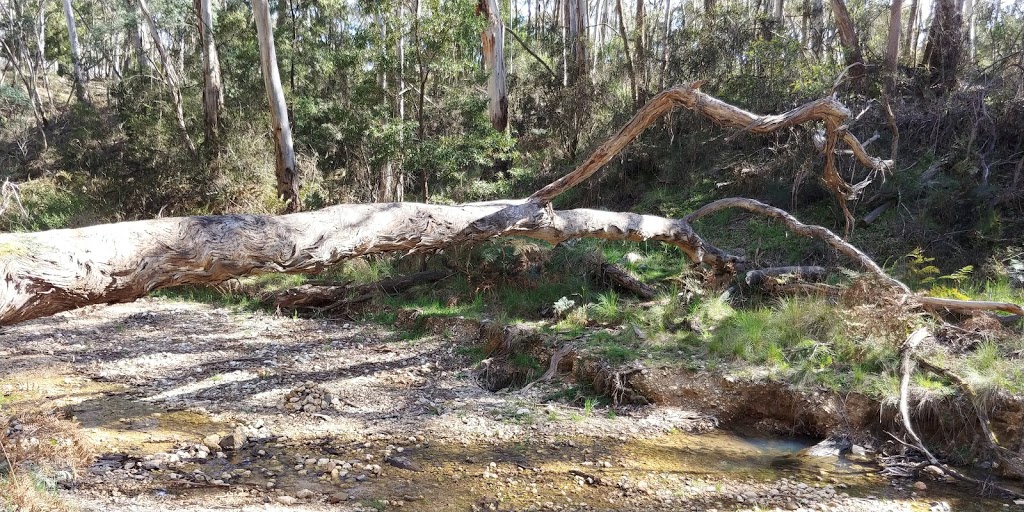 Slaty Creek Campground 1 | Petticoat Link Track, Cabbage Tree VIC 3889, Australia
