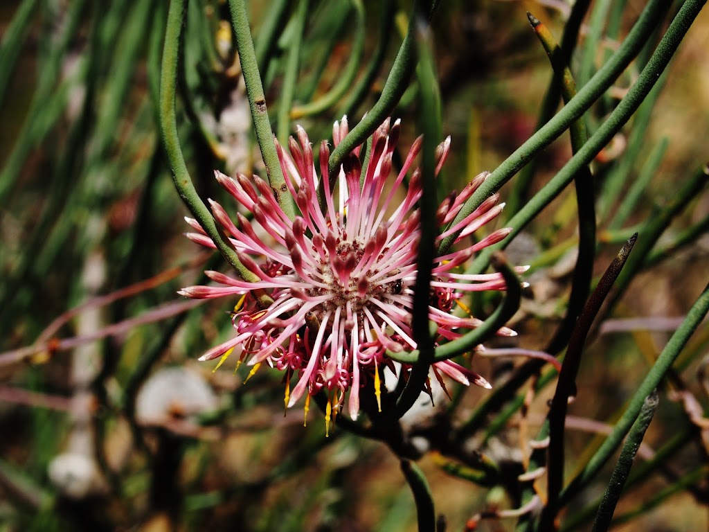 Macrocarpa Walk Trail | Corrigin-Kulin Rd, Kulin West WA 6365, Australia | Phone: (08) 9880 1021