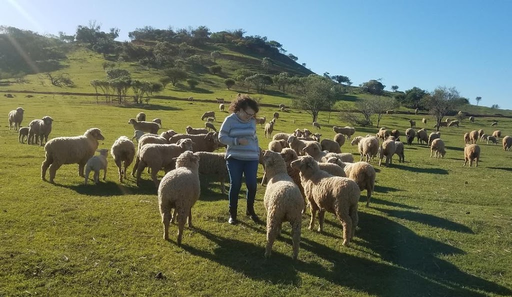 Sheep & Co | 1975 Geraldton-Mount Magnet Rd, Bringo WA 6532, Australia | Phone: 0499 300 812