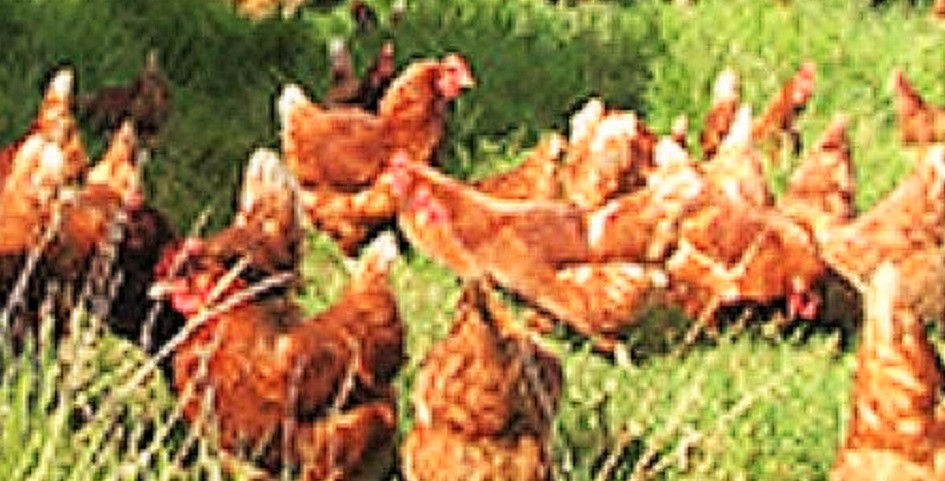 Freeranger Eggs | food | 245 Stanley Rd, Grantville VIC 3984, Australia | 0356788483 OR +61 3 5678 8483