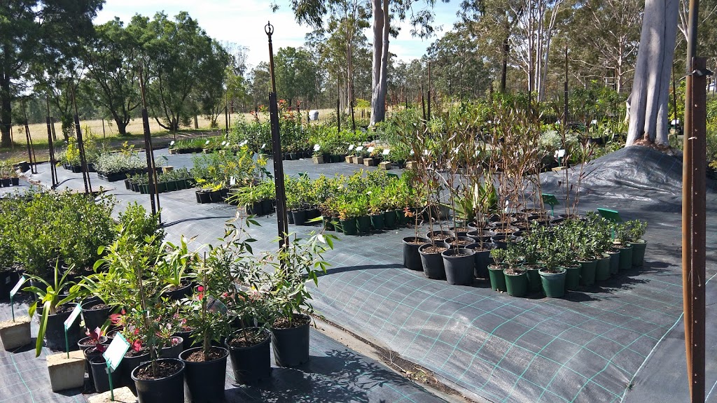 Mount Dyrring Wholesale Nursery | 561 Dyrring Rd, Dyrring NSW 2330, Australia | Phone: (02) 6572 2484