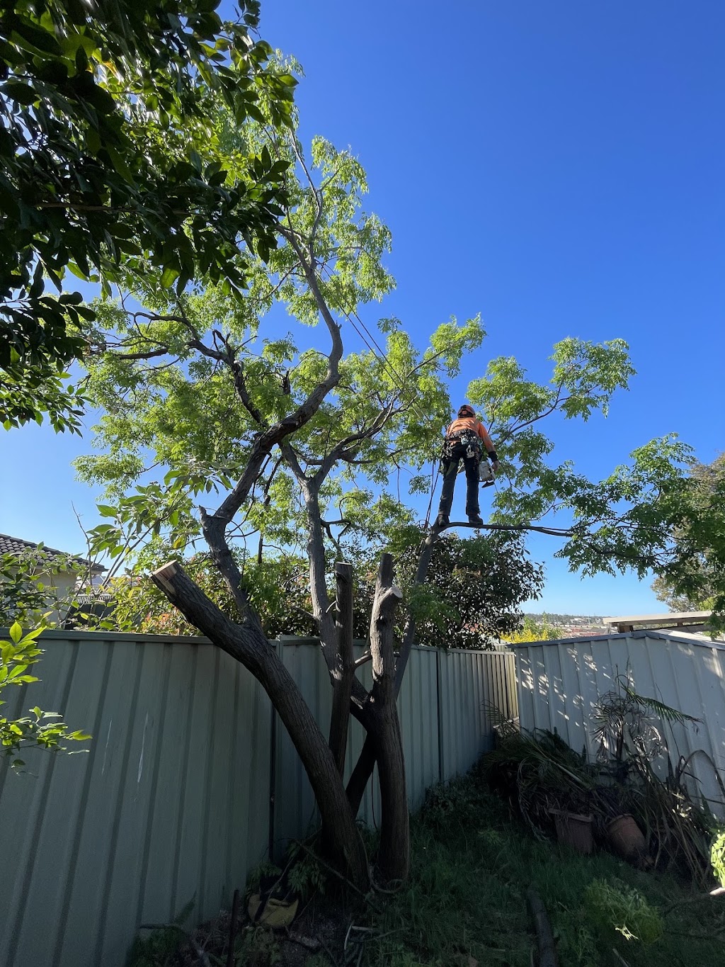 EziClip Tree Service | 14 Fernleigh Pl, New Lambton Heights NSW 2305, Australia | Phone: 0472 977 737