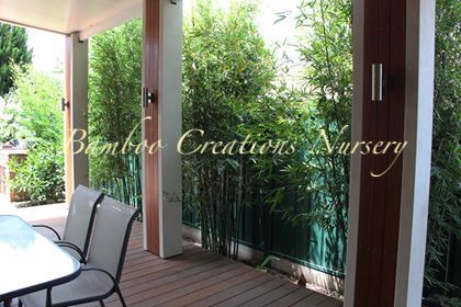 Bamboo Creations Victoria | store | 50 Meadowbrook Way, Riddells Creek VIC 3431, Australia | 1300654454 OR +61 1300 654 454