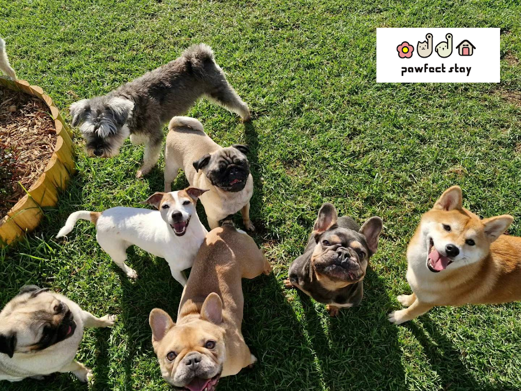 Pawfect Stay | 247 Reynolds Rd, Londonderry NSW 2753, Australia | Phone: 0413 866 896
