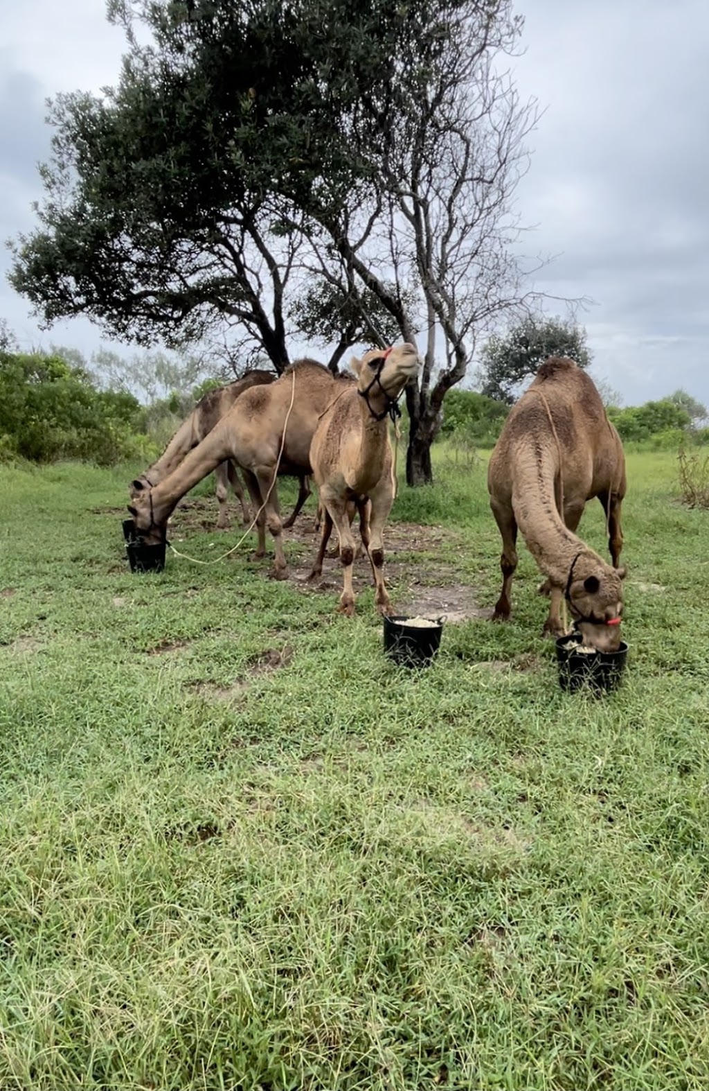 Noosa Camel Rides | 240a Wilderness Track, Noosa North Shore QLD 4570, Australia | Phone: 0407 631 682