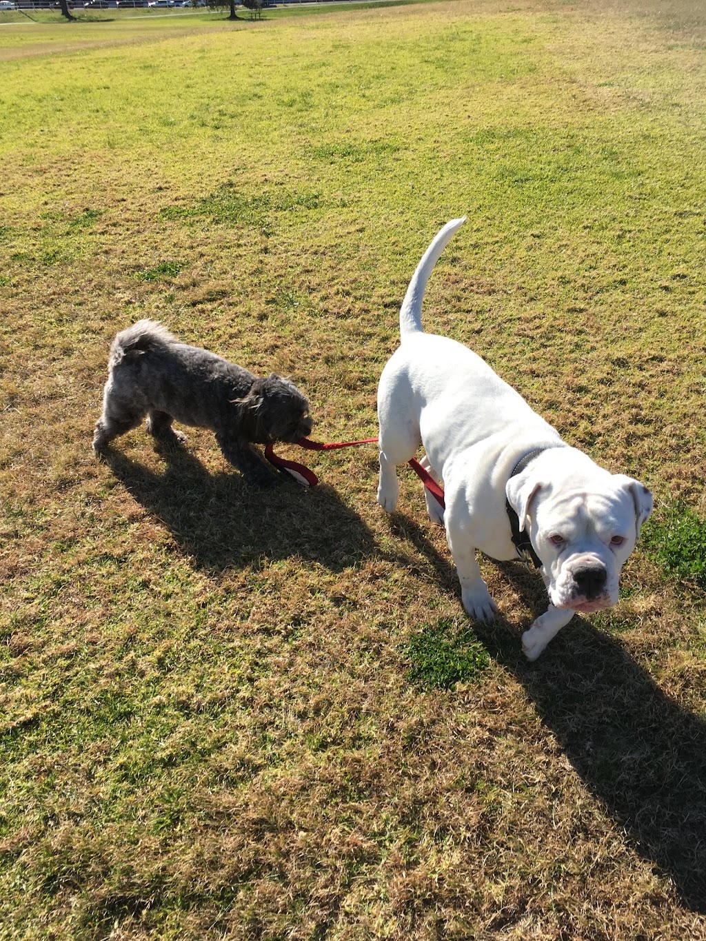 Joyful Paws Dog Walking | Unit 4/10 Diamond Bay Rd, Vaucluse NSW 2030, Australia | Phone: 0413 462 414