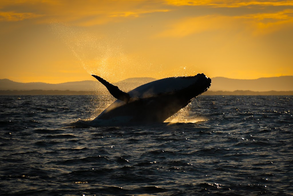 Gold Coast Whale Watch | travel agency | Muriel Henchman Dr, Main Beach QLD 4217, Australia | 0414293034 OR +61 414 293 034