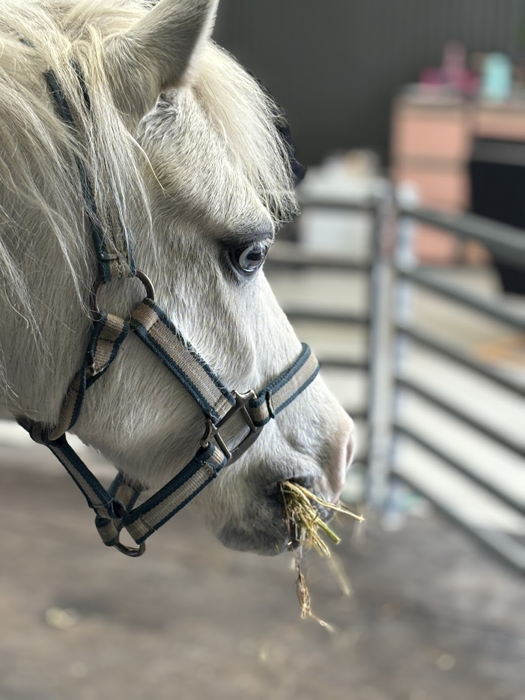 Heartline Equine Therapy and Counselling | 272 Warragul-Lardner Rd, Warragul VIC 3820, Australia | Phone: 0408 984 493