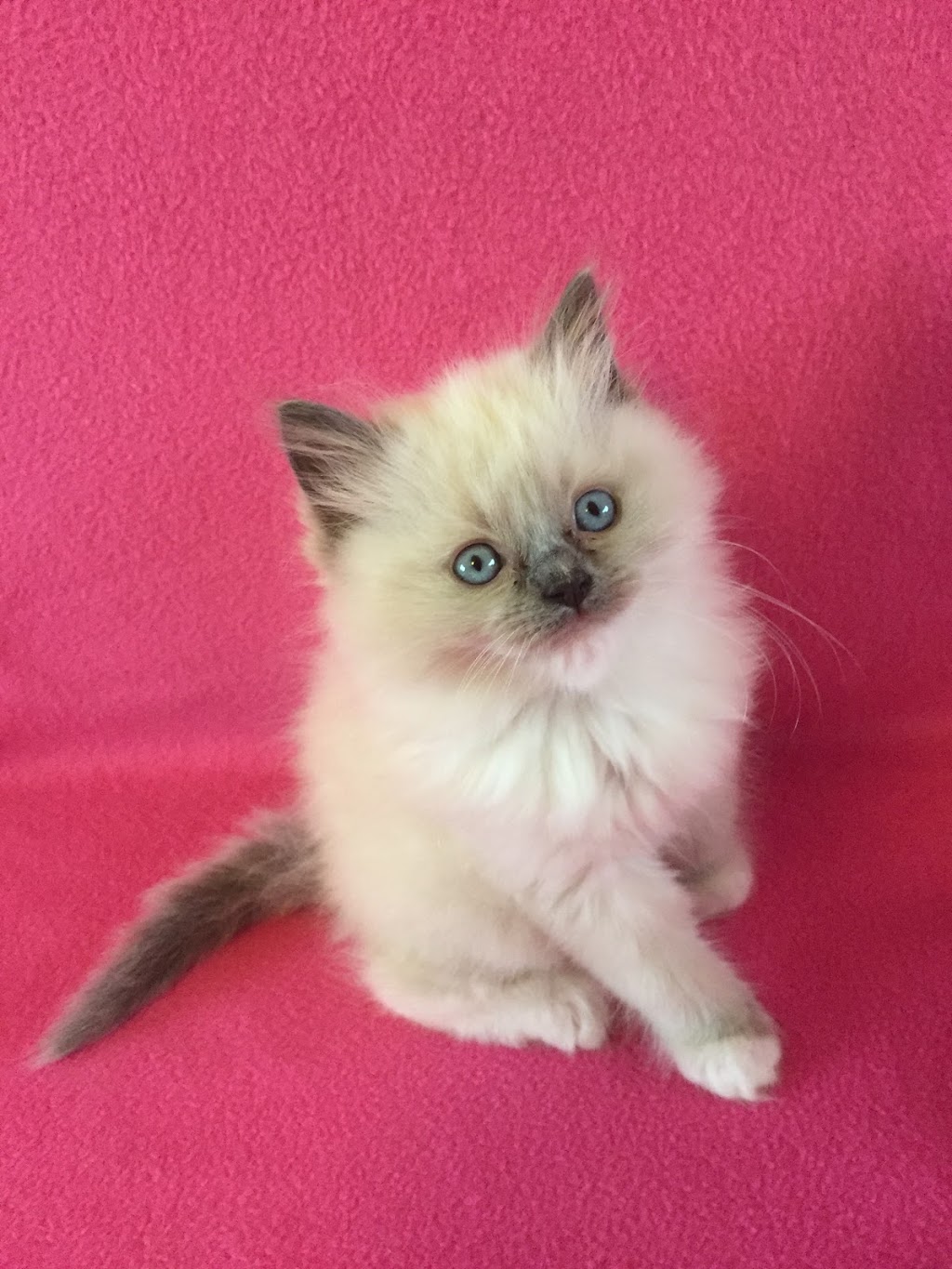 cRAiGDOLLS Ragdoll Cat & Kittens - Purrfect kittens to complete  | veterinary care | Mort Street, Katoomba NSW 2780, Australia | 0247826476 OR +61 2 4782 6476