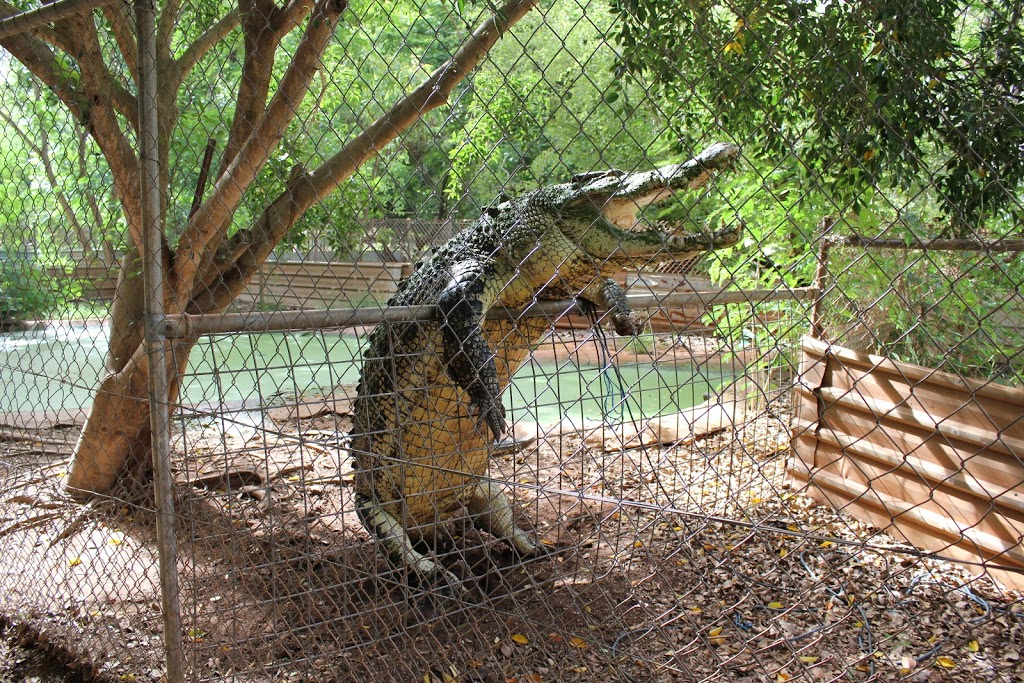 Malcolm Douglas Crocodile Park | park | Broome Rd, Roebuck WA 6725, Australia | 0891936580 OR +61 8 9193 6580