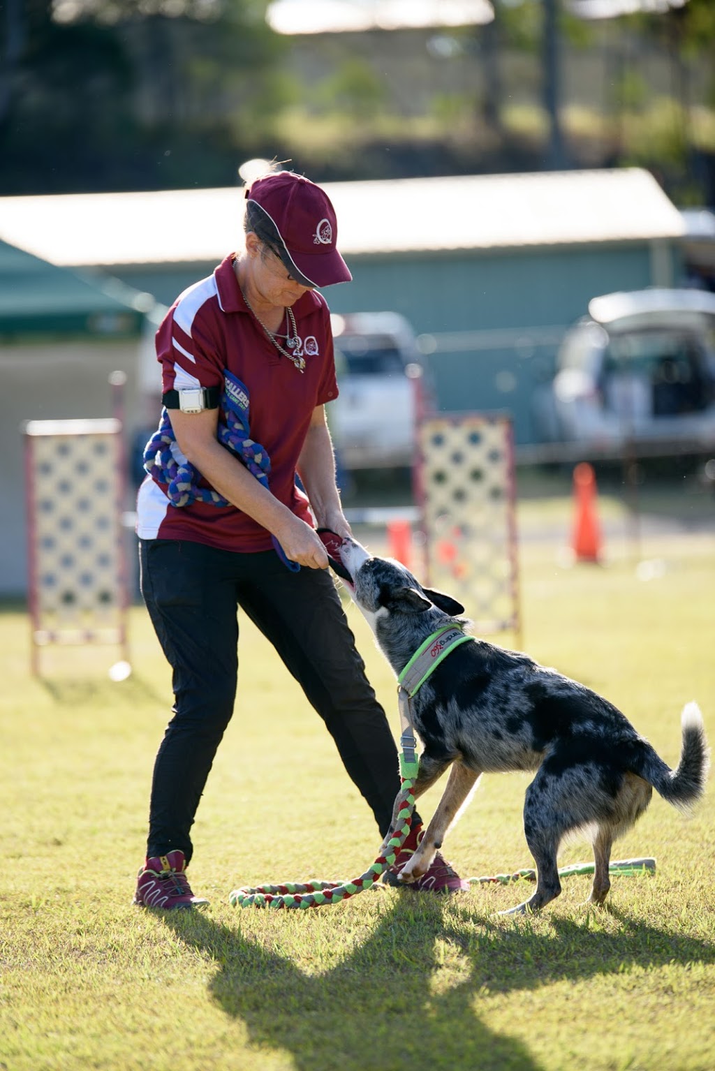 Agility Dog Club Of Queensland |  | 69 Church St, Tivoli QLD 4305, Australia | 0490137513 OR +61 490 137 513