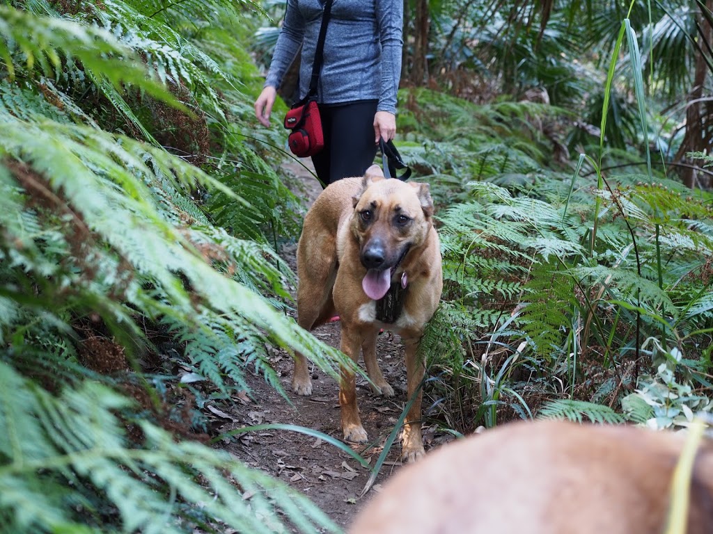 Strickland State Forest | Strickland Forest Rd, Somersby NSW 2250, Australia | Phone: 1300 655 687