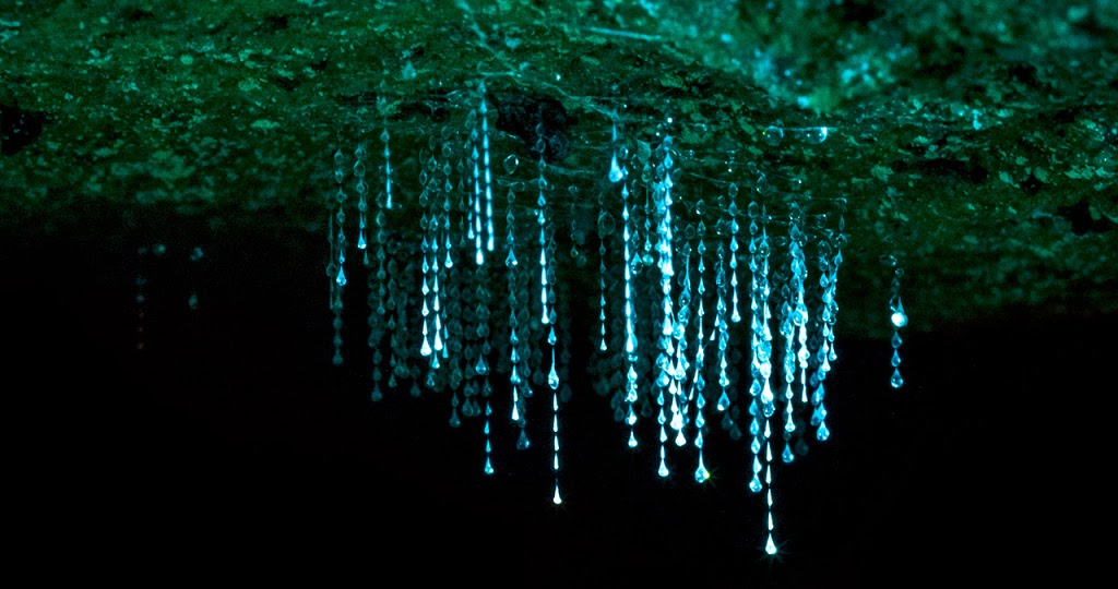 Blue Mountains Glow Worm Tours | Berambing NSW 2758, Australia | Phone: 0438 600 691